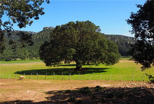 香樟苗种植，揭秘每亩种植数量与间距
