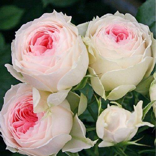 适合北方种植吗