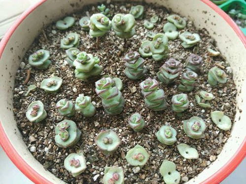多肉钱串子扦插时如何掌握多肉植物的扦插技巧以确保成活率