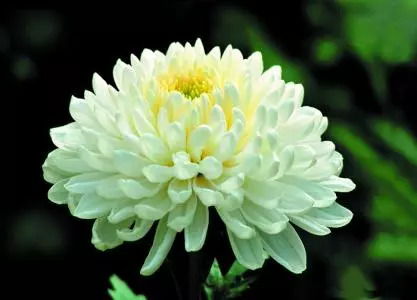 水养多头菊花，如何保持花朵鲜艳