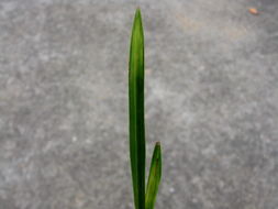 水生菖蒲：如何辨认不同品种的小秘密