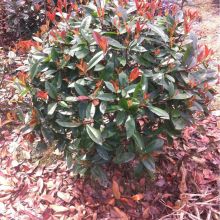 红叶石楠的详细信息