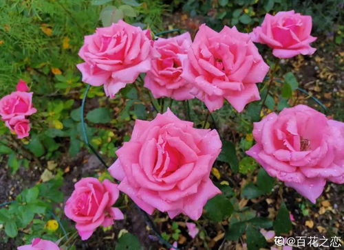 保定市的花朵与树木