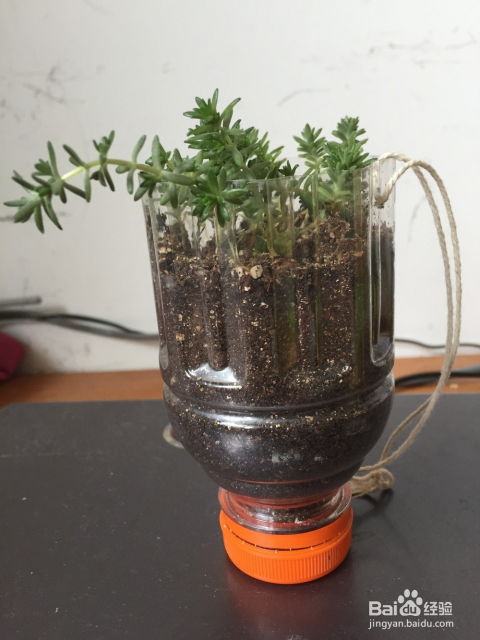 废旧塑料瓶变花盆，如何DIY创意无限