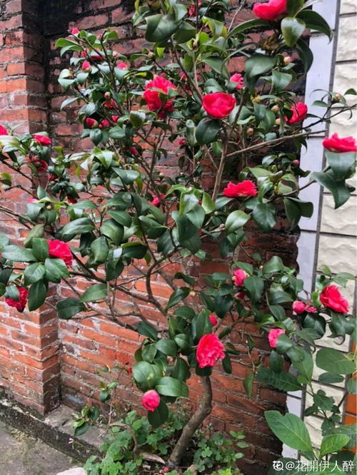 高原三连暴击，娇花当场去世