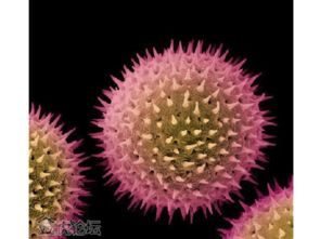 花粉的冒险之旅