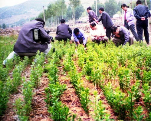 党参种植技术与栽培管理中，如何通过种子繁殖提高党参的成活率和产量