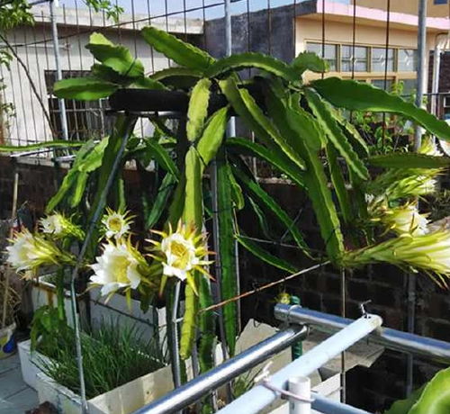 火龙果种植宝典：这样种