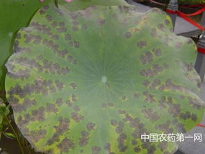 多菌灵，杀菌高手