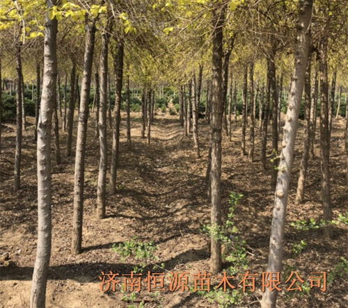 榆树苗泡水时间有讲究