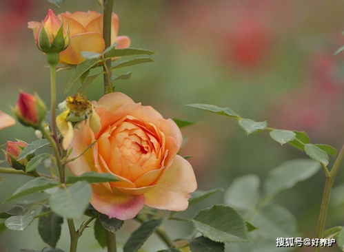 北方4月份开什么草花？