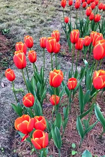 郁金香：哈尔滨实验， 开花量超多