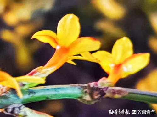 植物开花晚上，为何夜幕降临才绽放