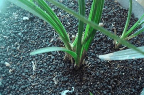 兰花种植：土壤选择大揭秘