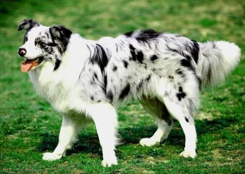 绿化带喷农药，宠物狗吃草后死亡，物业有责任吗？