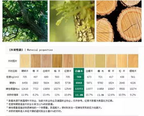微观特征：木材的“内里”