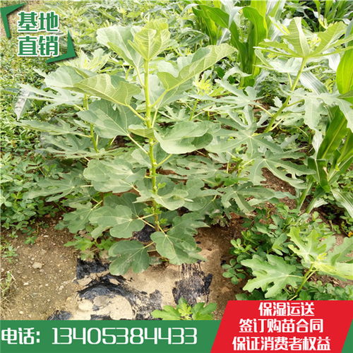 第二步：三封两踩一提苗， 根系舒展，苗干扶正