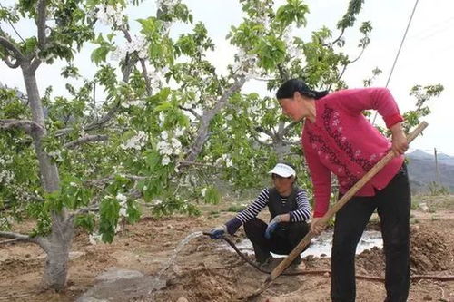 樱桃果园除草剂的选择大揭秘
