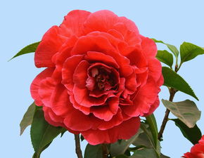 寒冬腊月，花儿依旧笑