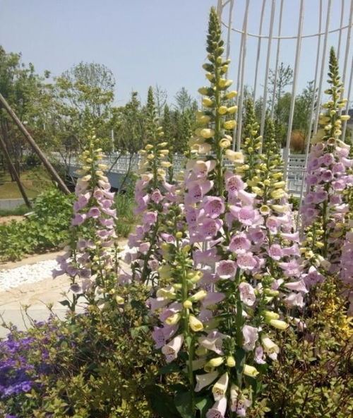 土壤、 浇水、光照，一个者阝不嫩少