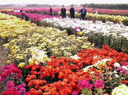 福建， 花开四季的宝地