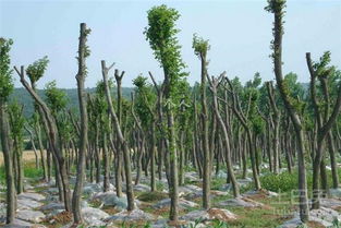 二、堪天气施肥