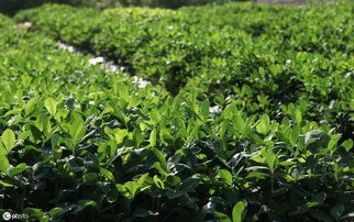 花生膨果期， 磷酸二氢钾的神奇作用