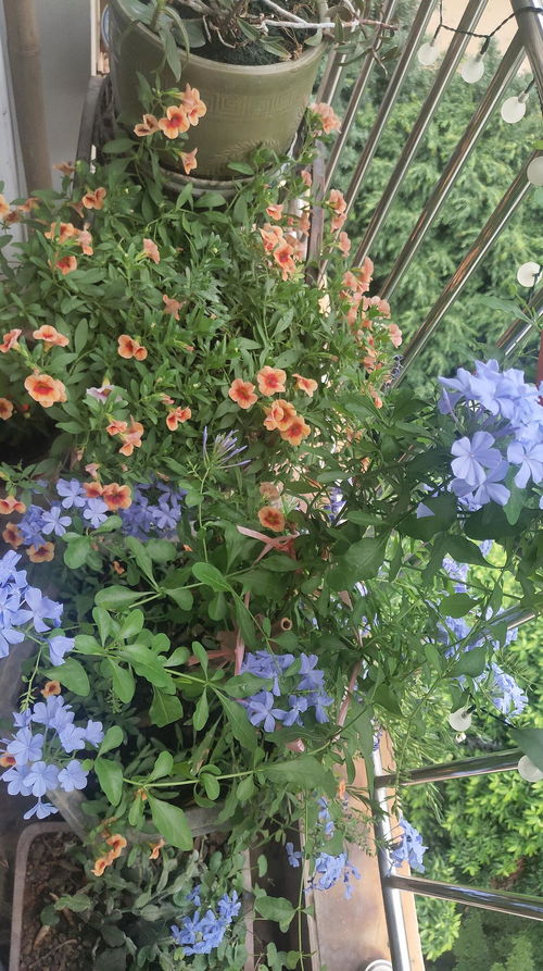 月季：钢铁直男也开花的典范