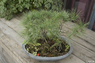 金边黄杨：金框叶片， 耐修剪小嫩手