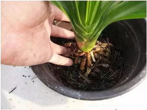 佛手花养护技巧，如何正确换盆