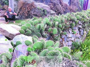 七、 仙人掌和太阳花的种植