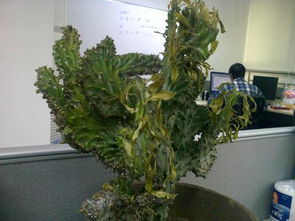 雷雨杀虫剂：室内植物保护指南