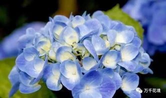 阳光与阴凉，它要哪个呢？