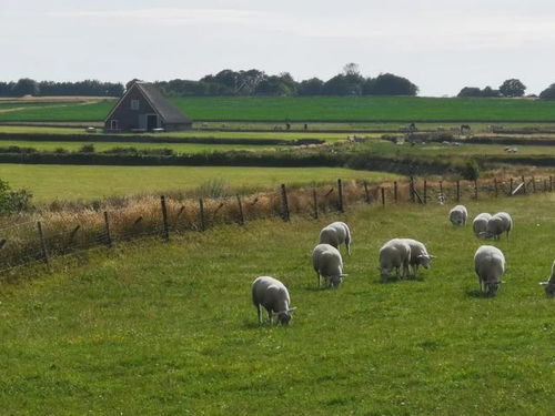 羊儿喜欢的草种，六月份正好播种