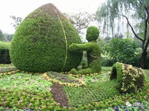 绿篱模纹造型植物如何修剪才Neng保持美观？