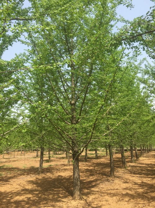 银杏木材的解剖构造与特性