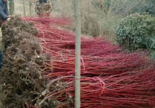 种子处理，土法与现代结合