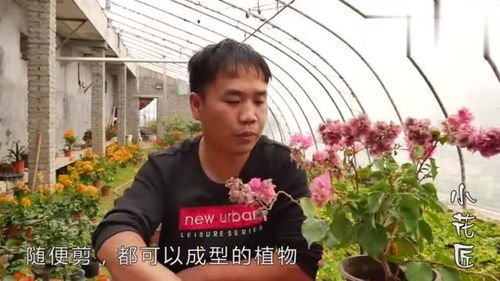 “梅花枝繁，如何修剪