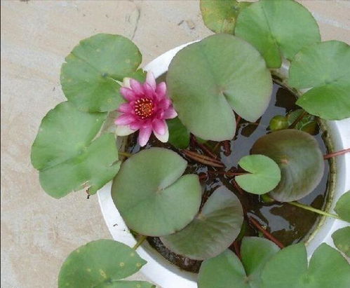 荷花的君子之风