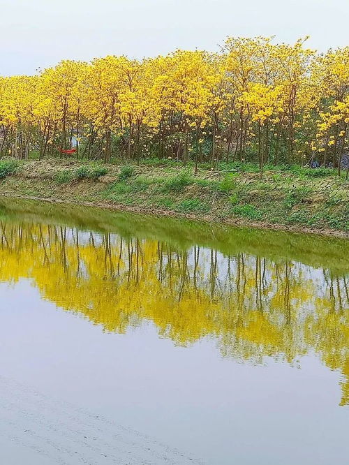 赏花去公园哪里最好？春天哪种花最绚烂