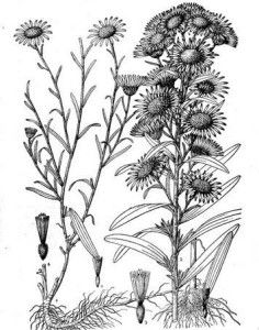 狗娃花的庐山真面目