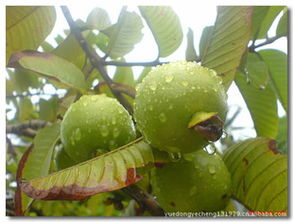 番石榴籽种植指南，种子食用安全揭秘