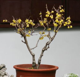 梅花盆栽施肥浇水全攻略