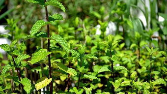 上班族小美亲测好种的三款