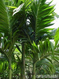 槟榔神奇功效，花卉市场新宠