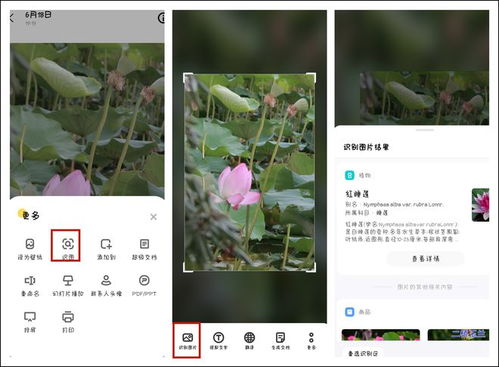 遇到不认识的花草，手机帮你解答