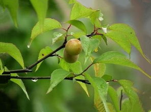 冬青树种植密度揭秘：一平米嫩种几棵？