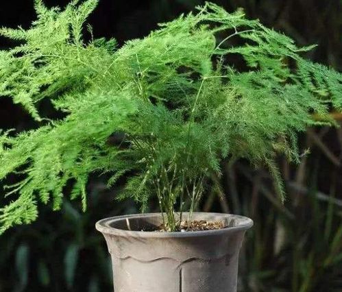 水培文竹移植土里如何让根系顺利适应