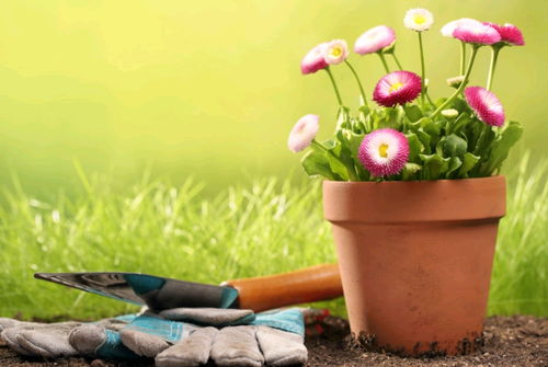 店内招财植物不要选择开花植物， 在**上来说“好花不常在好景不长留”，招财植物的作用是催旺**财气的，而花总是要谢掉枯萎的，植物枯萎不吉利，影响**生意，再说一个就是某些花的花粉可Neng会导致顾客过敏。