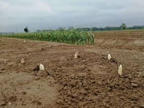 美丽杀手加拿大一枝黄花， 单次清除需200余人